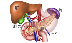 図1　膵周囲の解剖　
